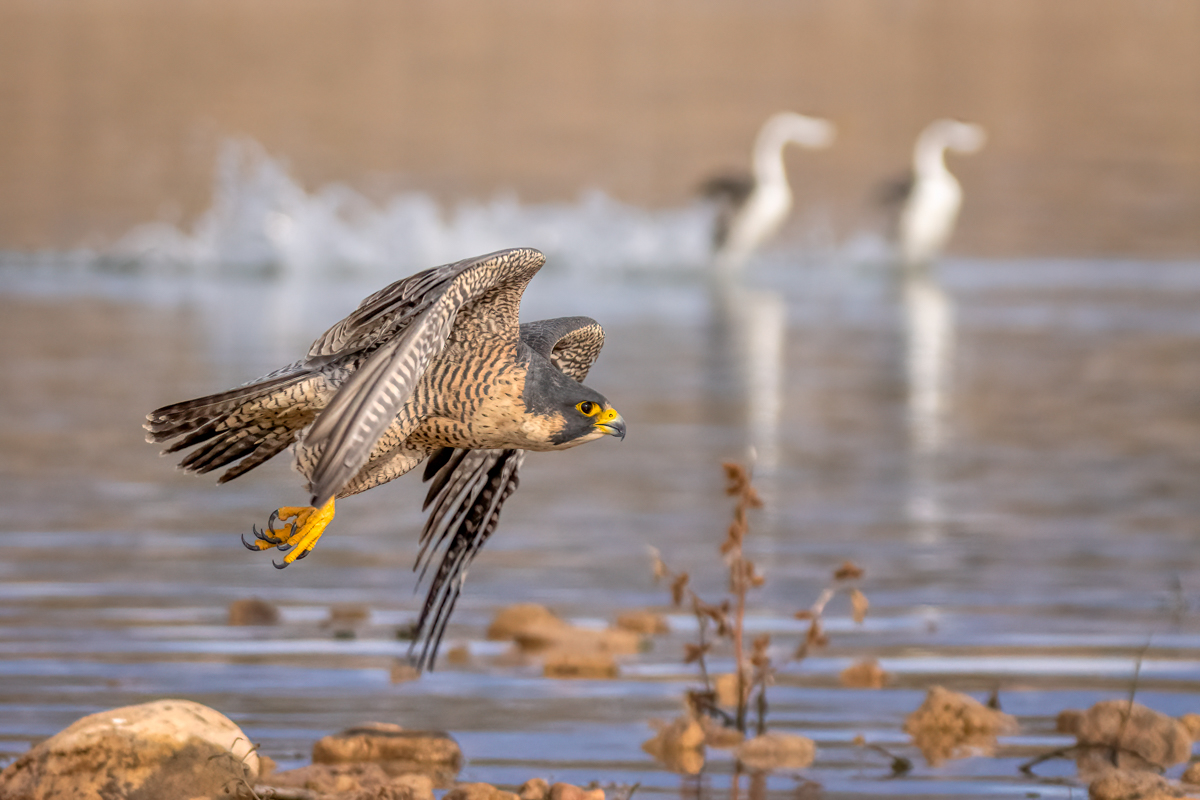 Peregrine falcon-07517-Edit.jpg