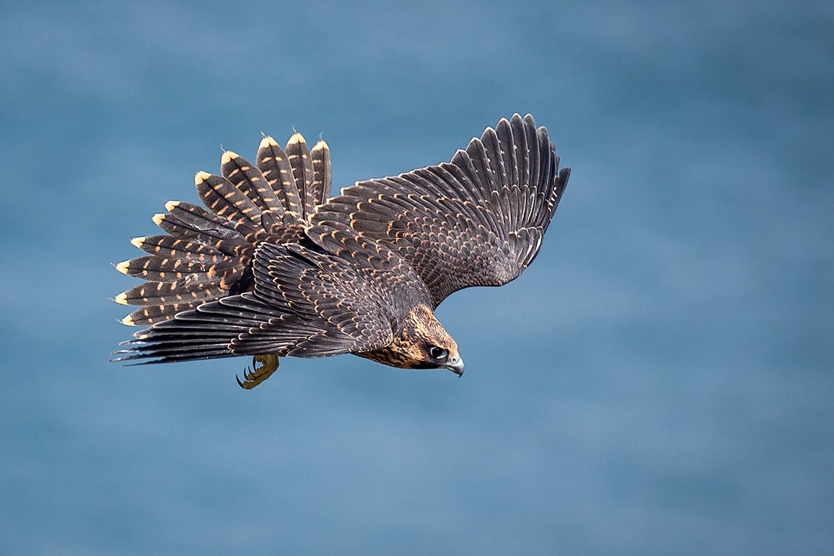 Peregrine Falcon 1.jpg