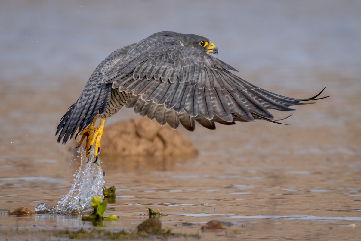 Peregrine falcon-2-Edit.jpg