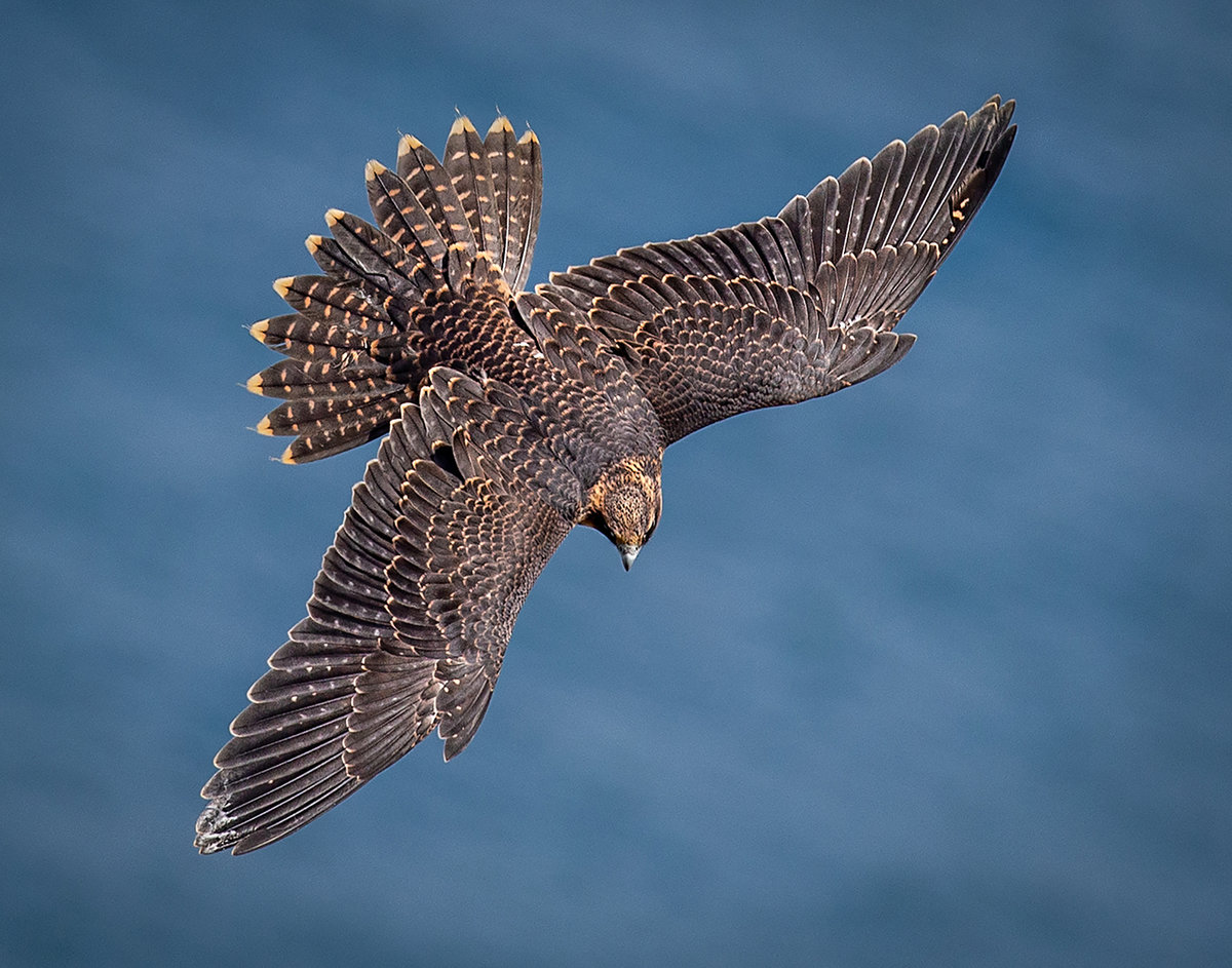 Peregrine Falcon 3.jpg