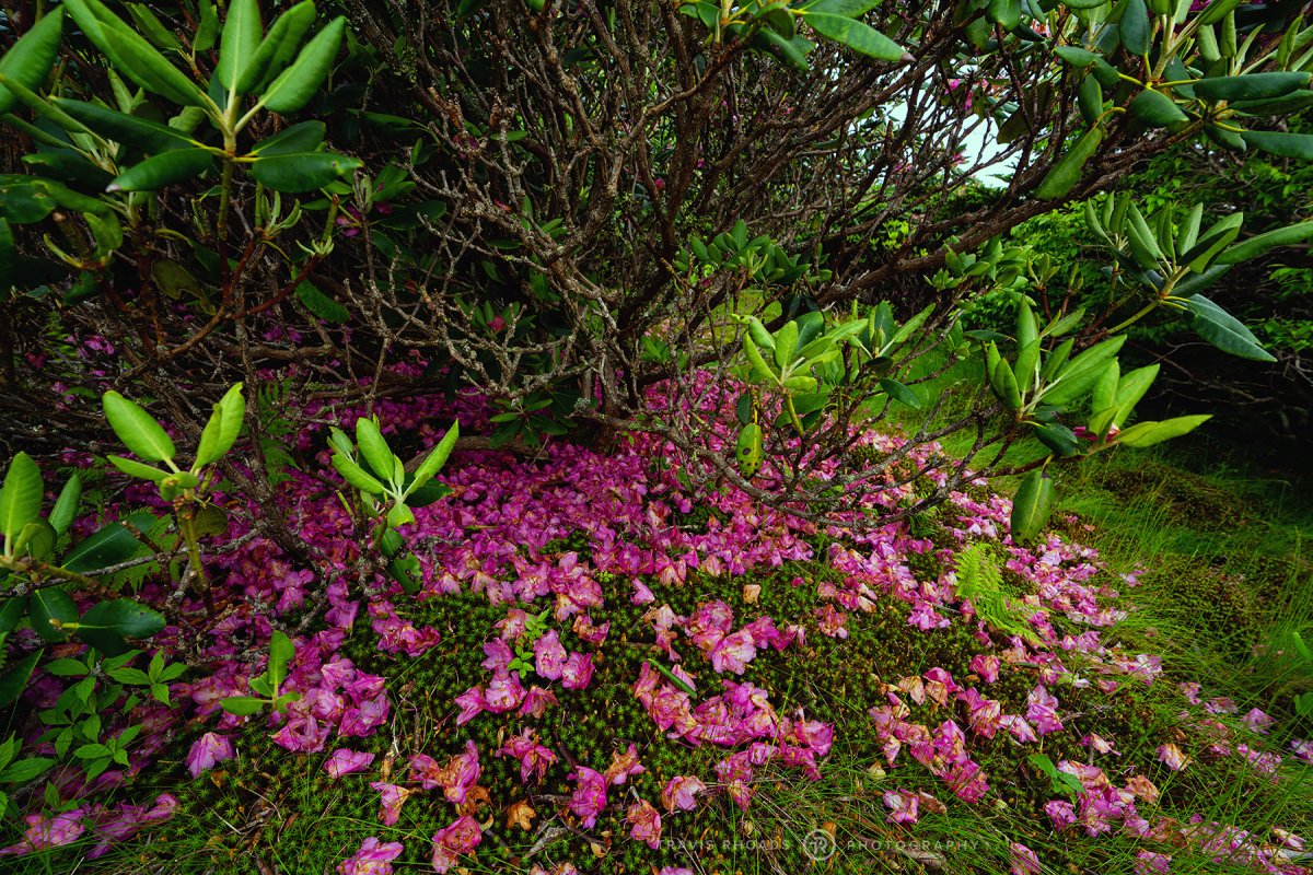 PetalsDown.jpg