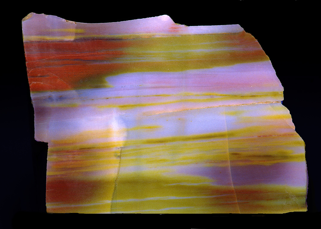 petrified wood II.jpg