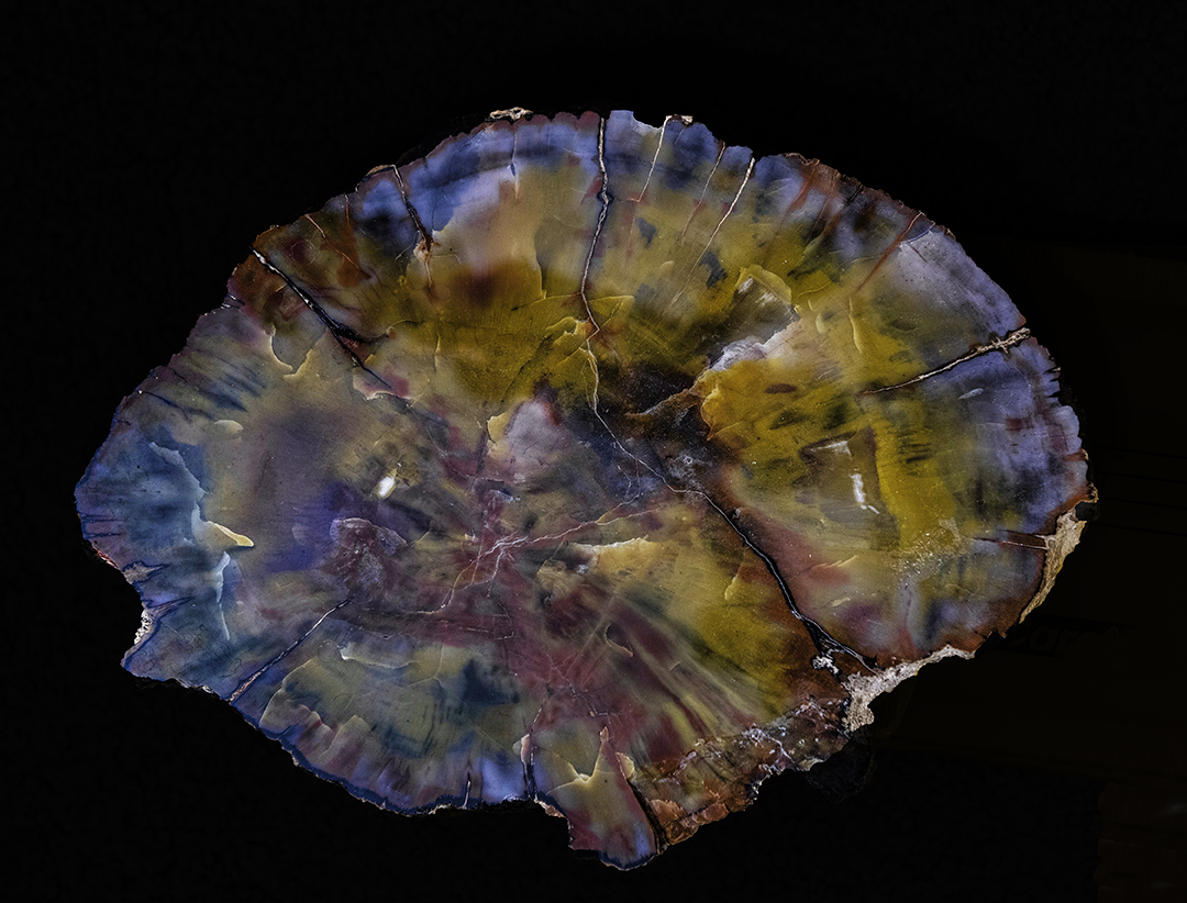 petrified wood.jpg