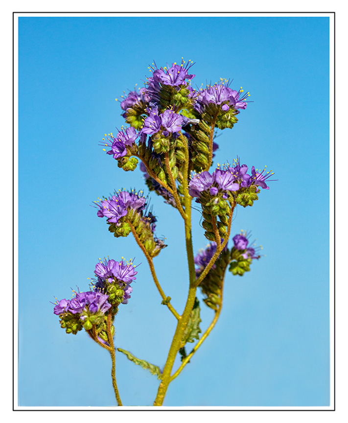 phacelia by ben.jpg