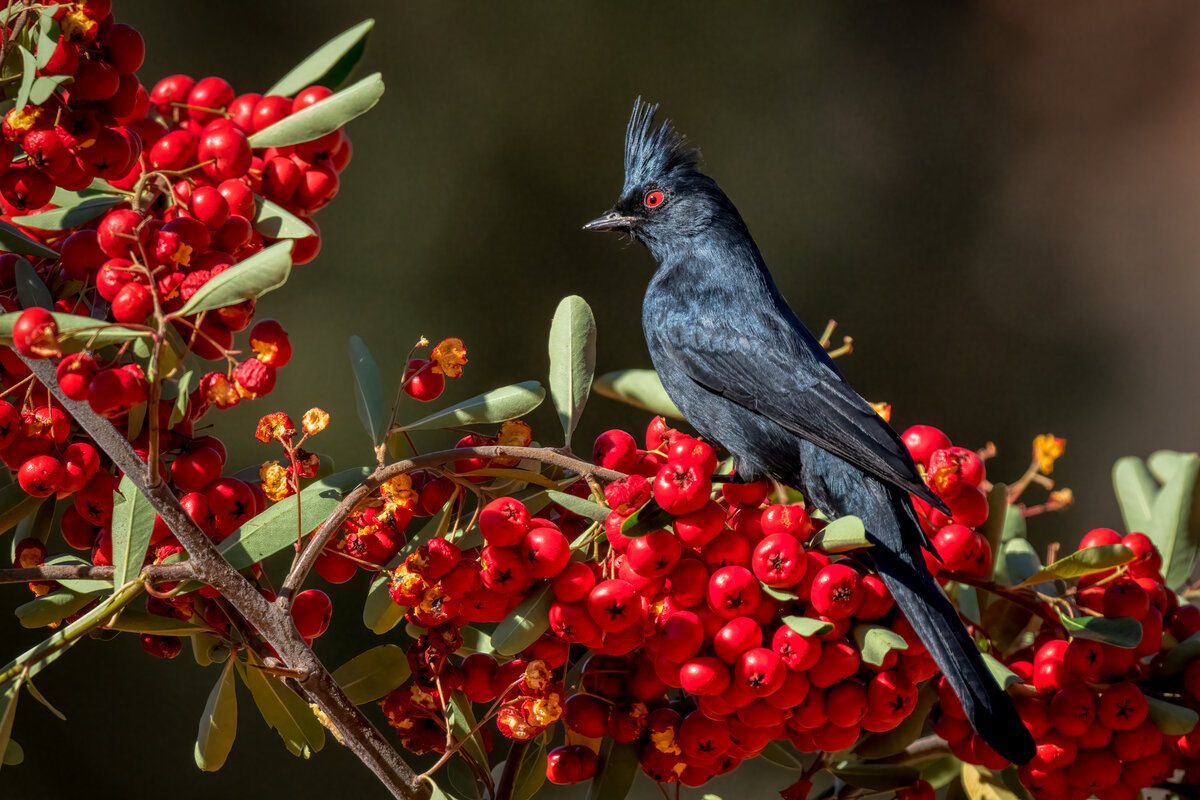 Phainopepla-02173-Edit.jpg
