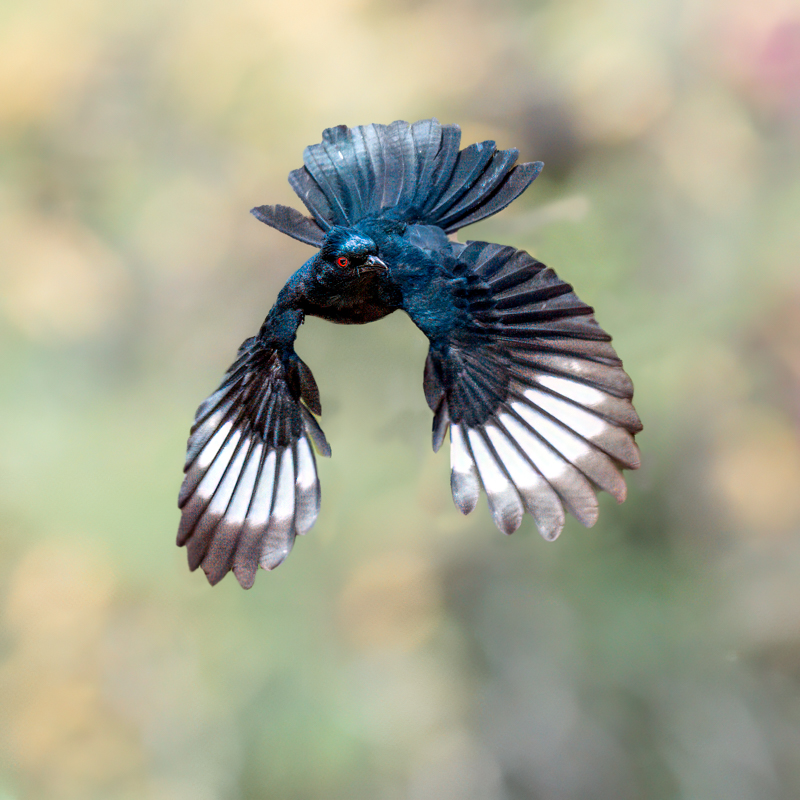 Phainopepla-08539-Edit.jpg
