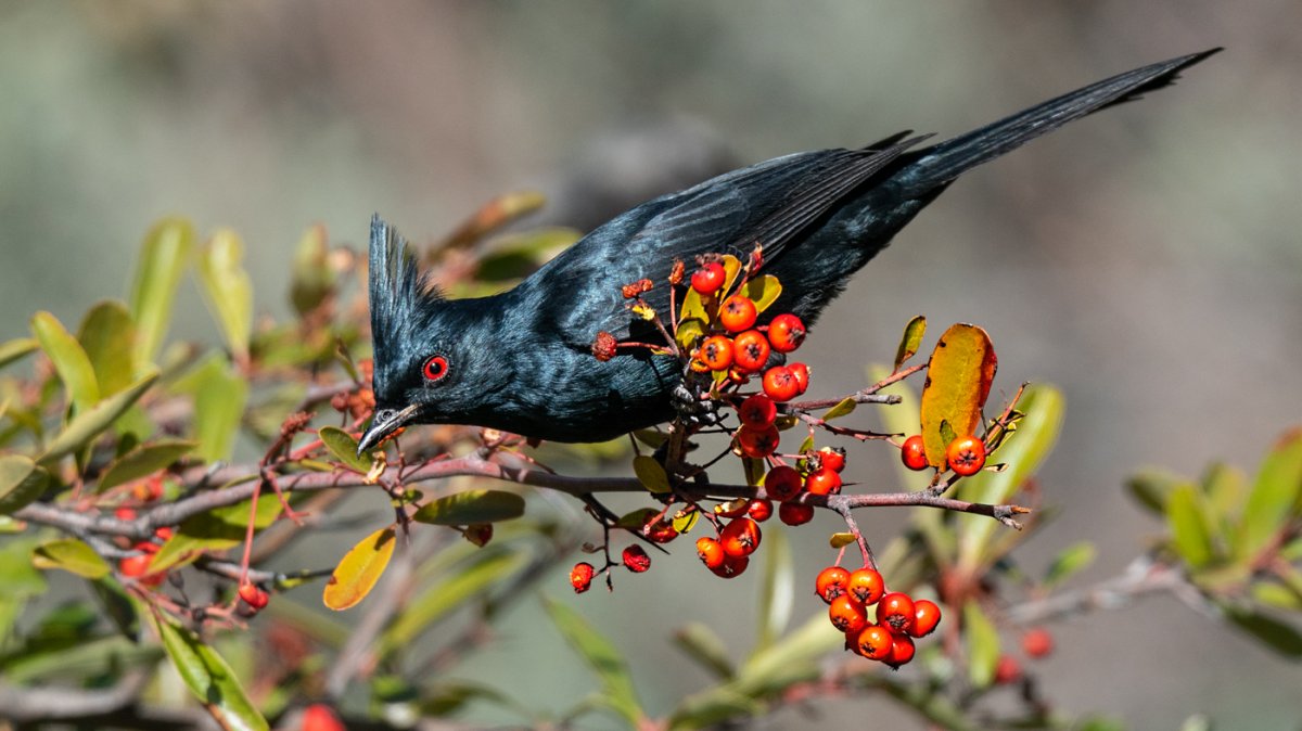 Phainopepla-9057-Edit.jpg