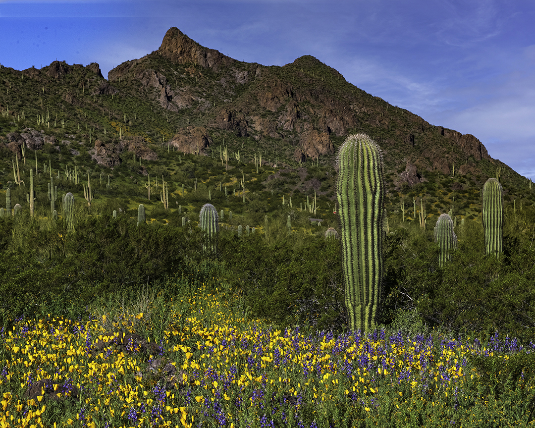 Picacho Peak State Park, Scenic.jpg