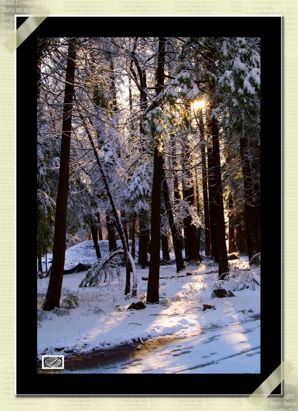 PICT3590SunRayForestFrame.jpg