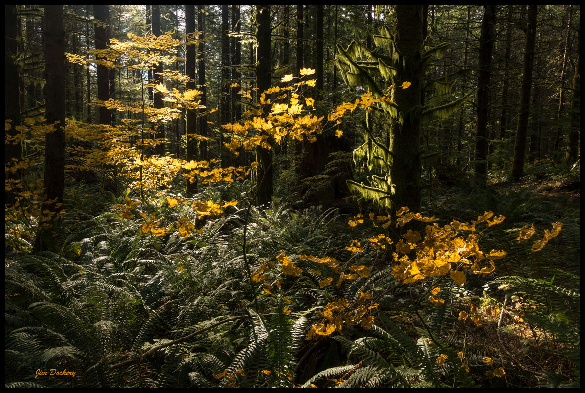 Pilchuck-Tree-Farm-(326).jpg
