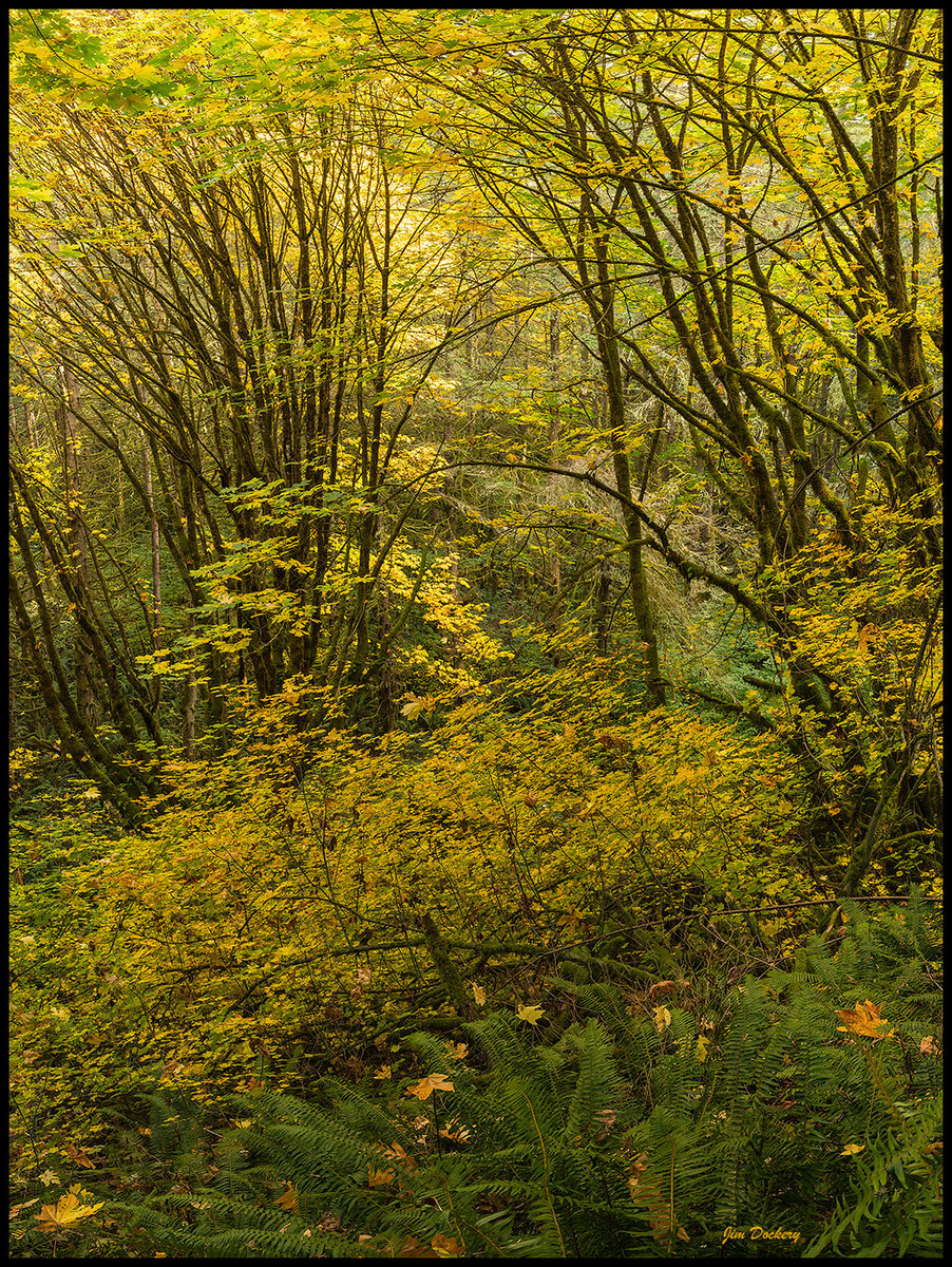 Pilchuck-Tree-Farm-(67)-Pano.jpg