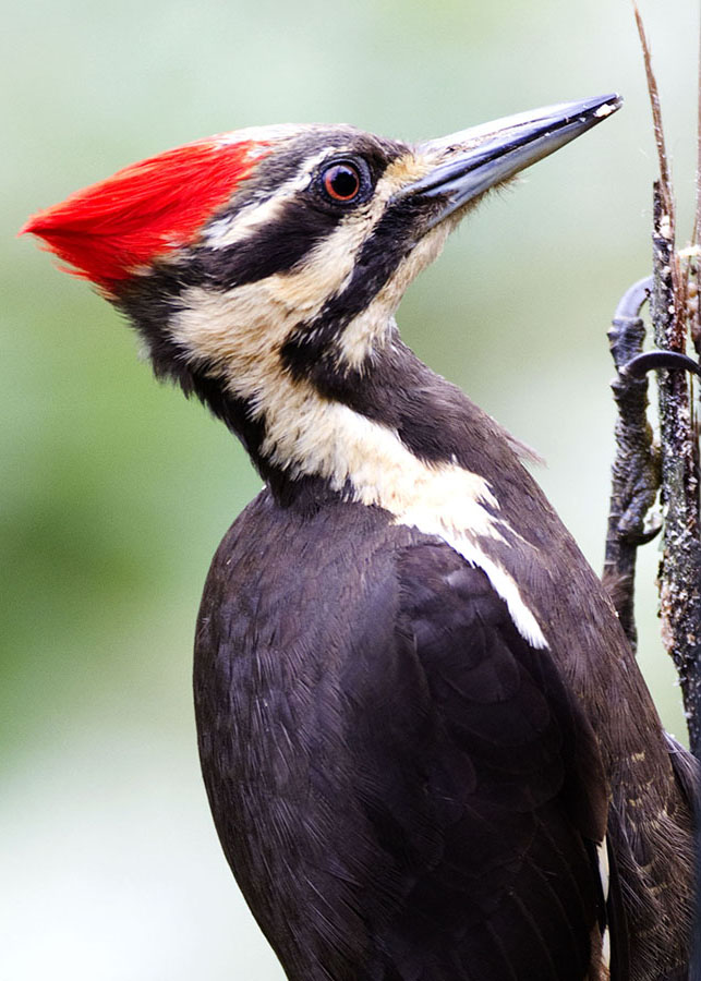 Piliated Woodpecker_0842.jpg