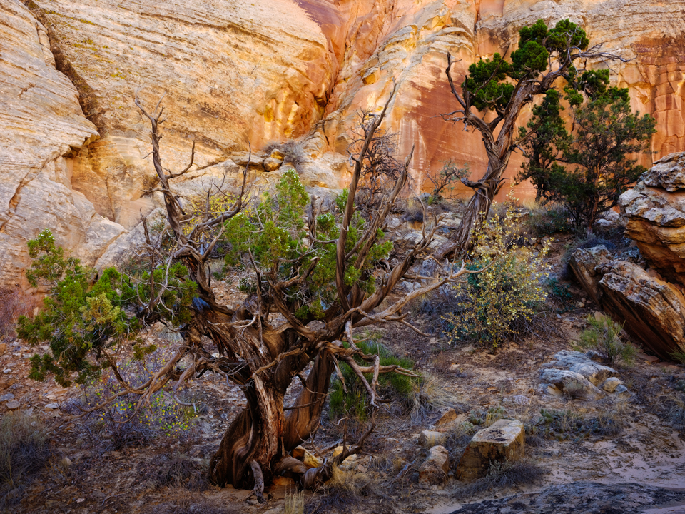 pine-2.jpg