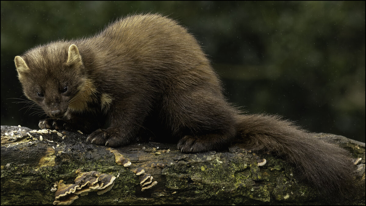 Pine Martin in the Rain IIi.jpg