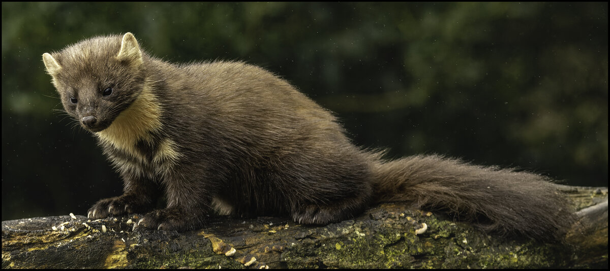 Pine Martin in the Rain.jpg