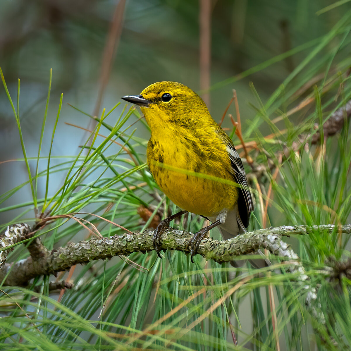 Pine warbler-8900-Edit.jpg