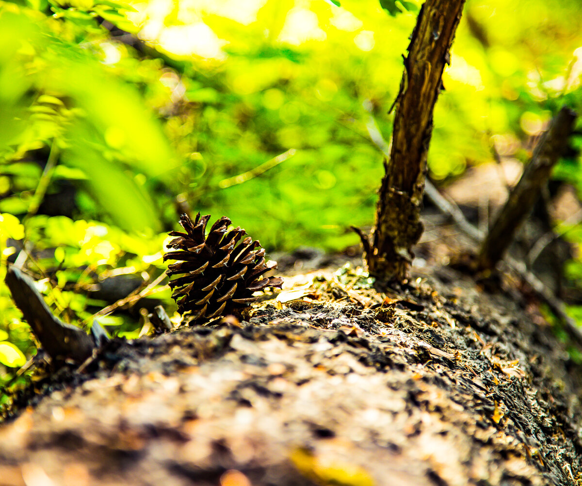 Pinecone fell Perfect.jpg