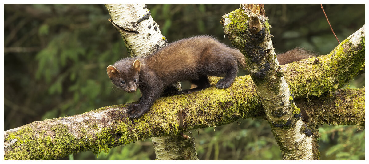 PineMartin.jpg