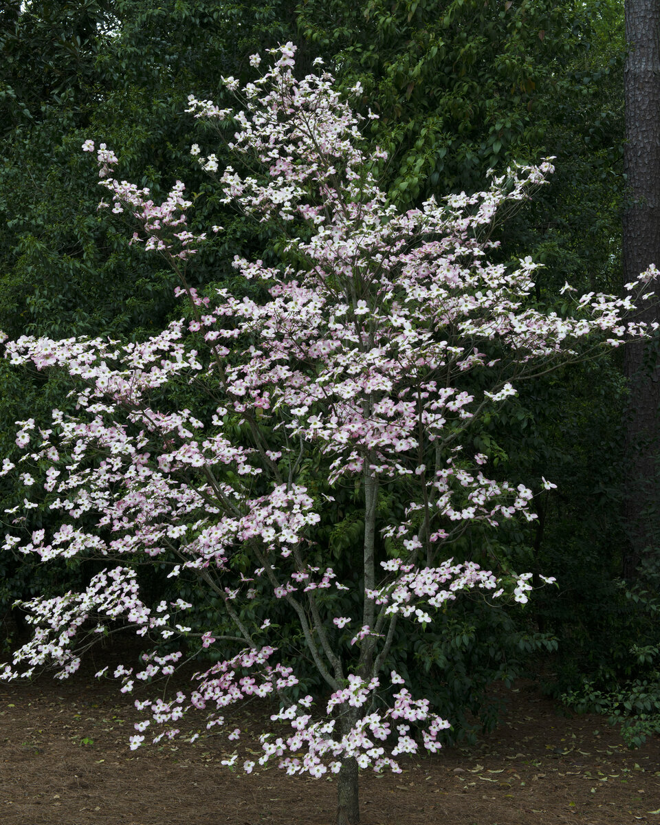 Pink Dogwood.jpg