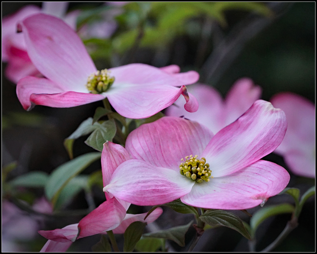 Pink Dogwood.jpg