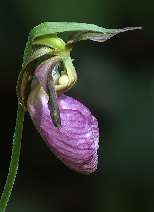 Pink Moccasin Lady's-slipper.jpg