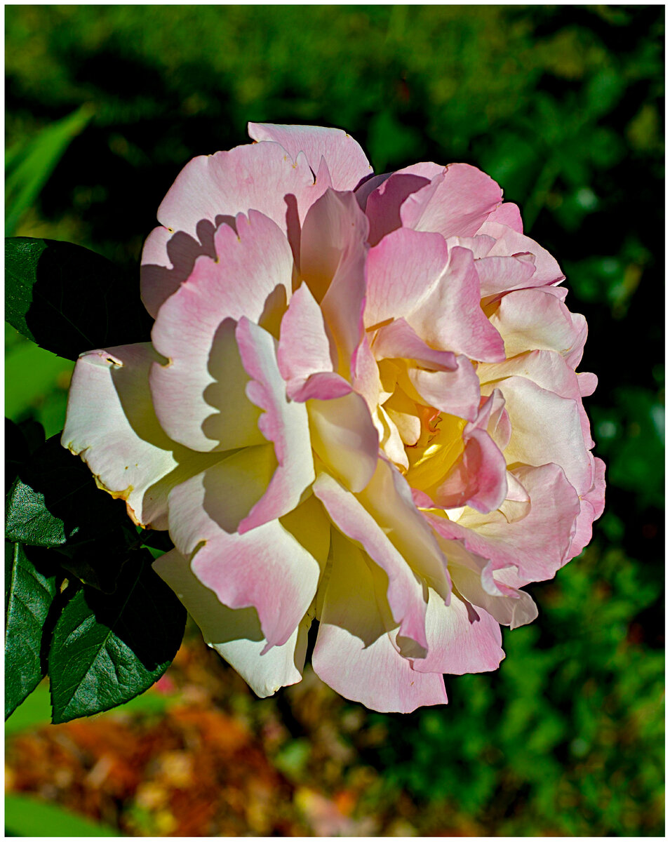 pink rose.jpg