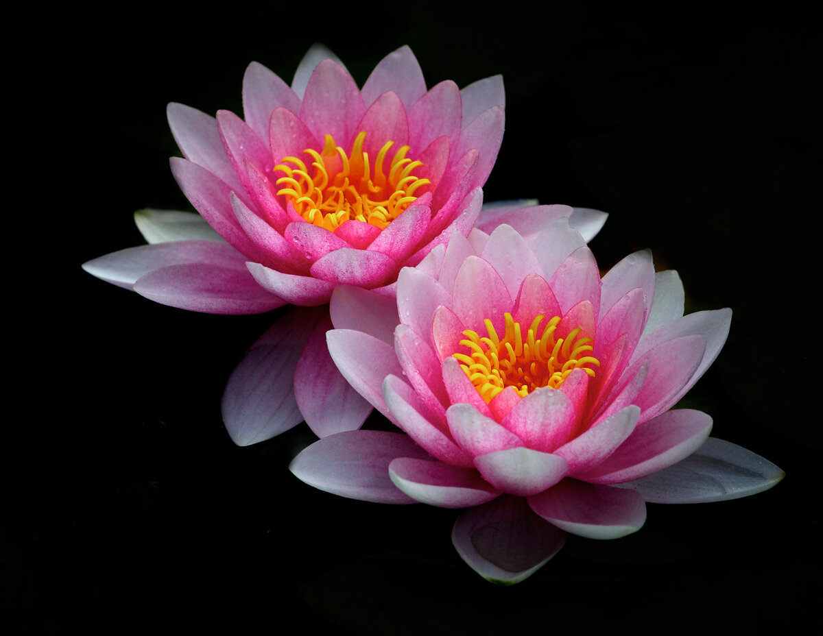 Pink.White Water Lillies (1).jpg