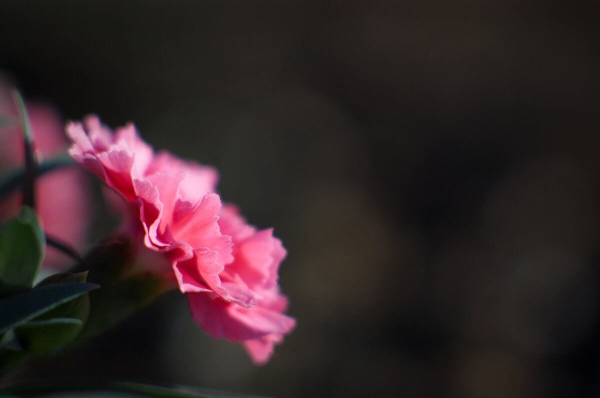 Pink2 CE M.jpg
