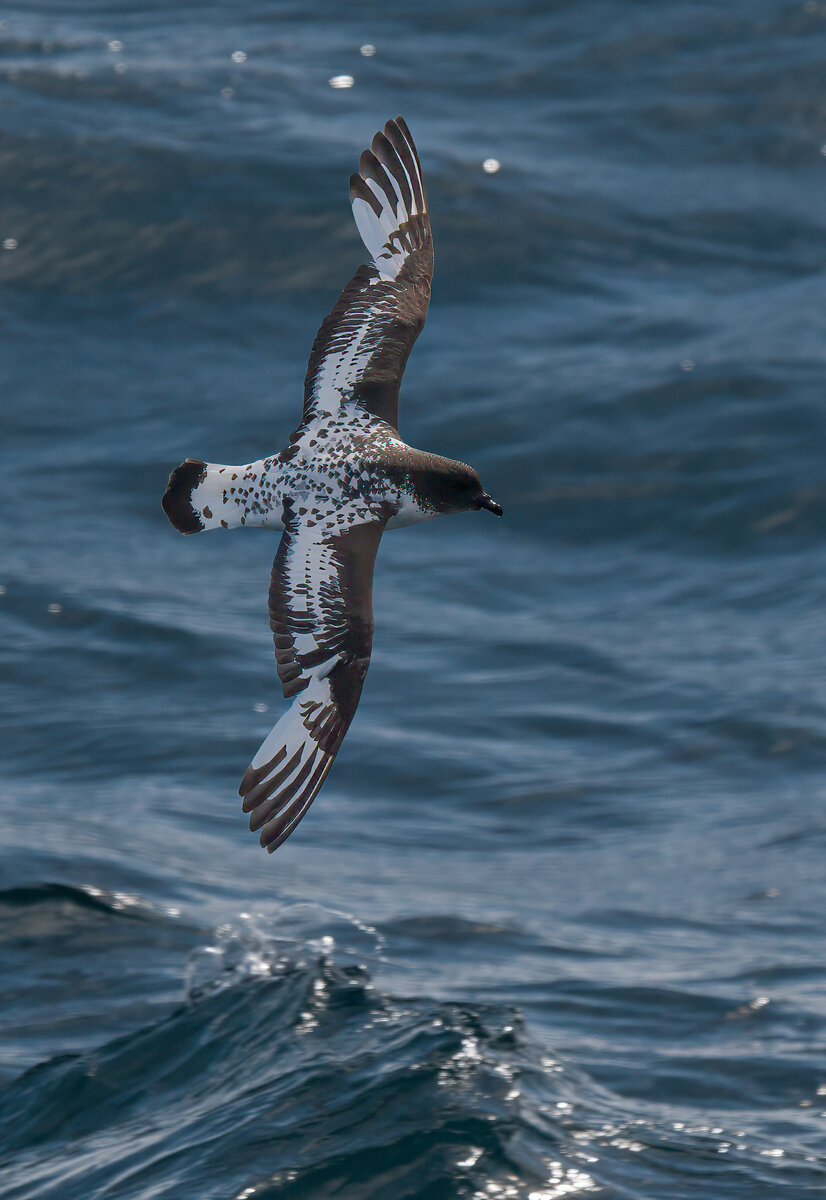 Pintado petrel.jpg