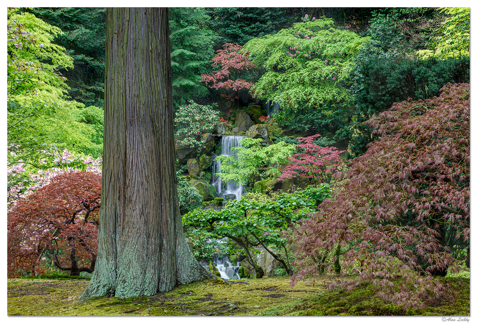 PJG-HeavenlyFalls-CedarTree.jpg