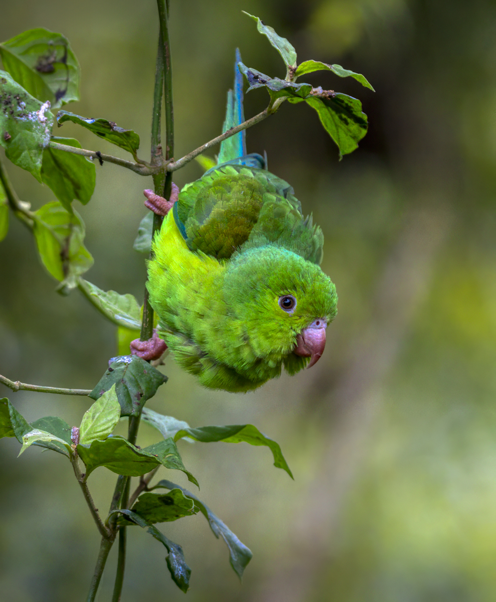 Plain Parakeet -.jpg