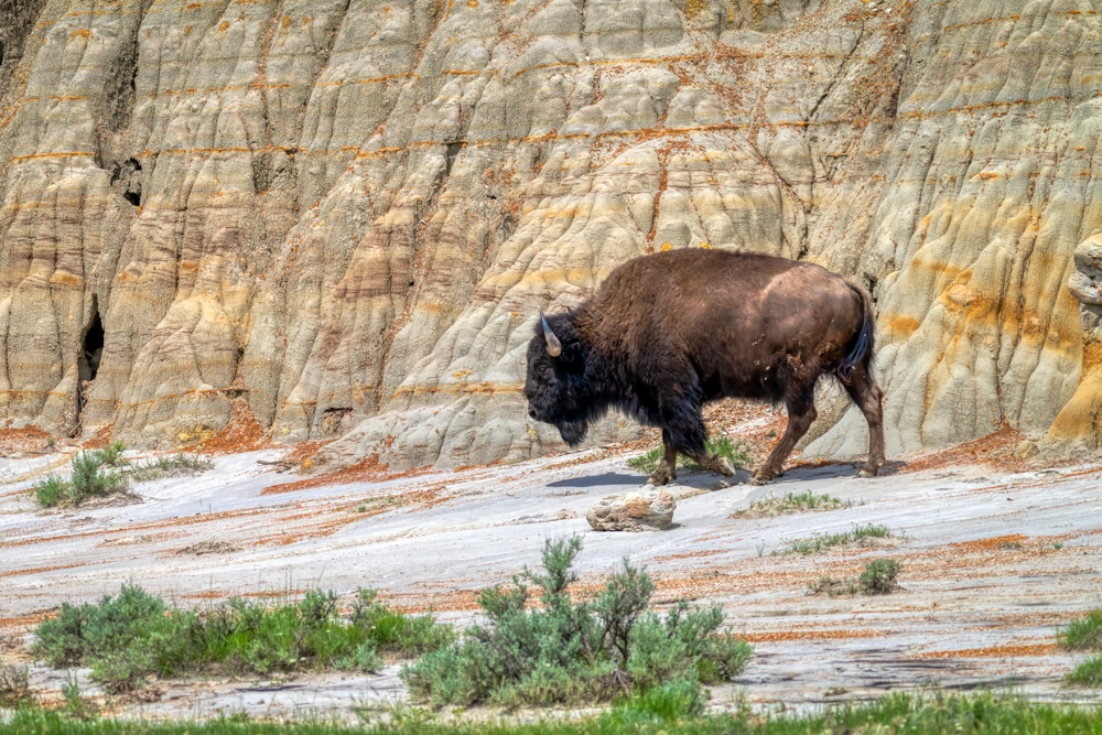 Plains bison-.jpg