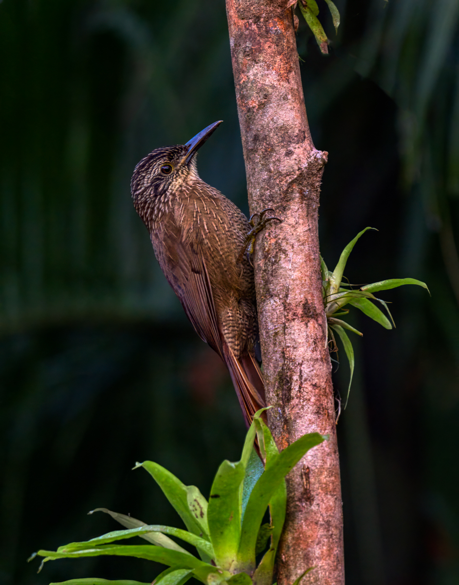 Planalto Woodcreeper.jpg