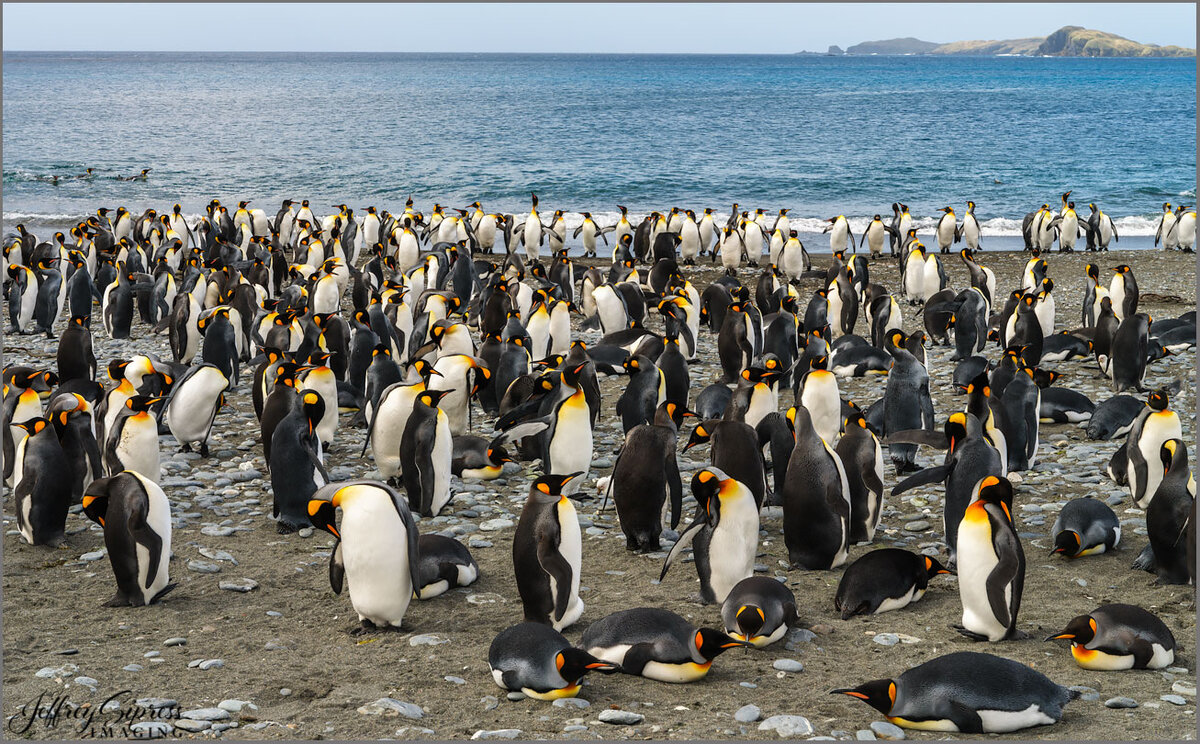 plentyopenguins1.jpg
