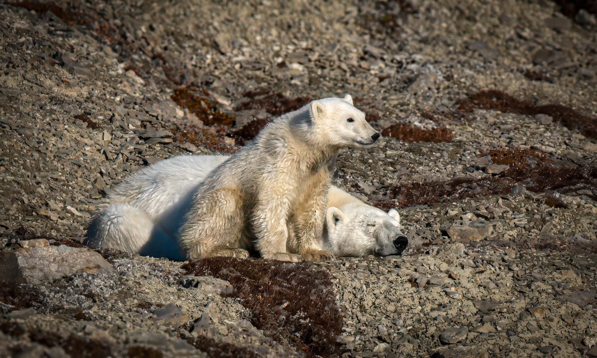polar bear and cub 2.jpg