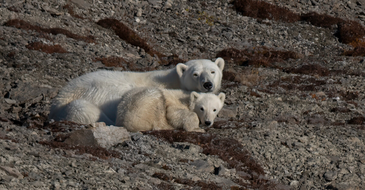 polar bear and cub 3.jpg