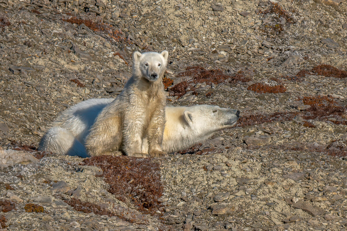 polar bear and cub.jpg