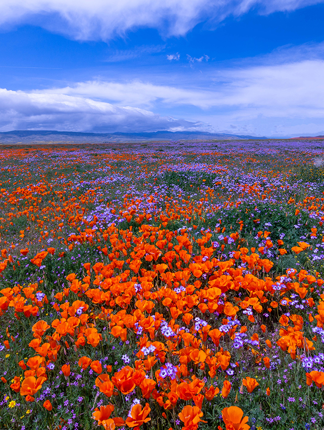 Poppies and Baby Bllue-eyes, Antelope Valley, CA Landscape.jpg