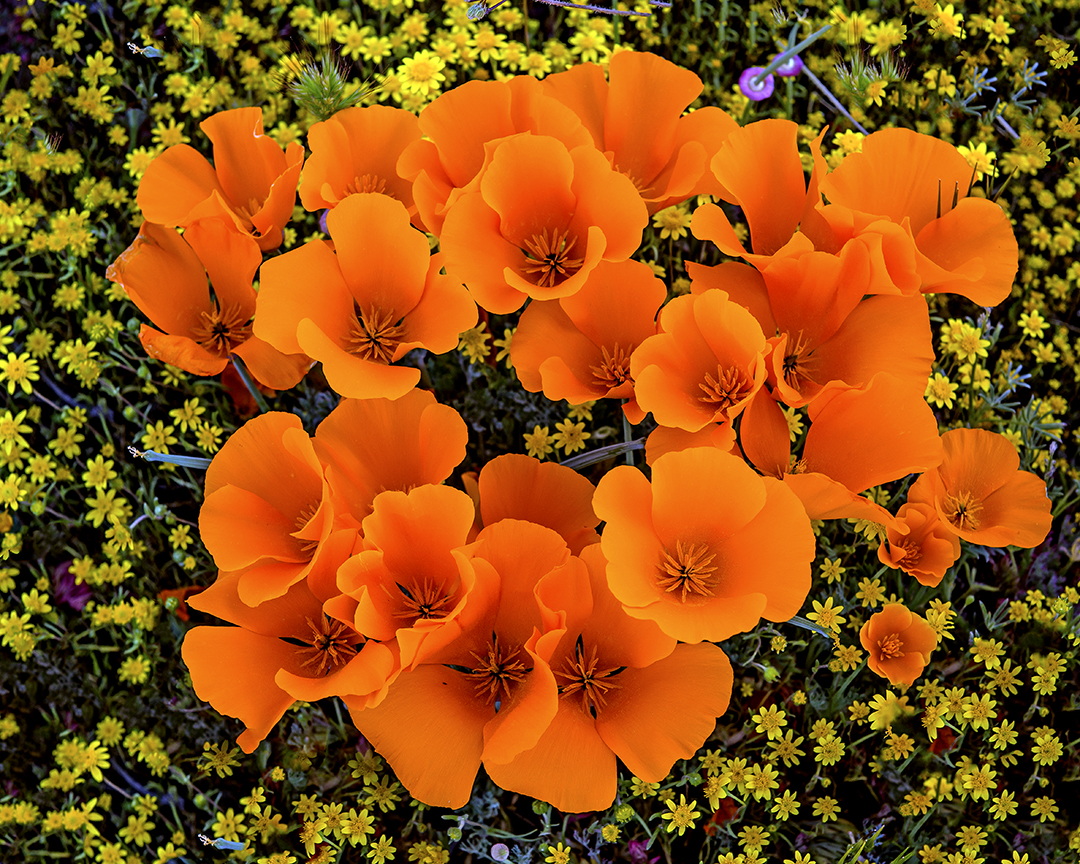 Poppies and goldfields (1 of 1).jpg