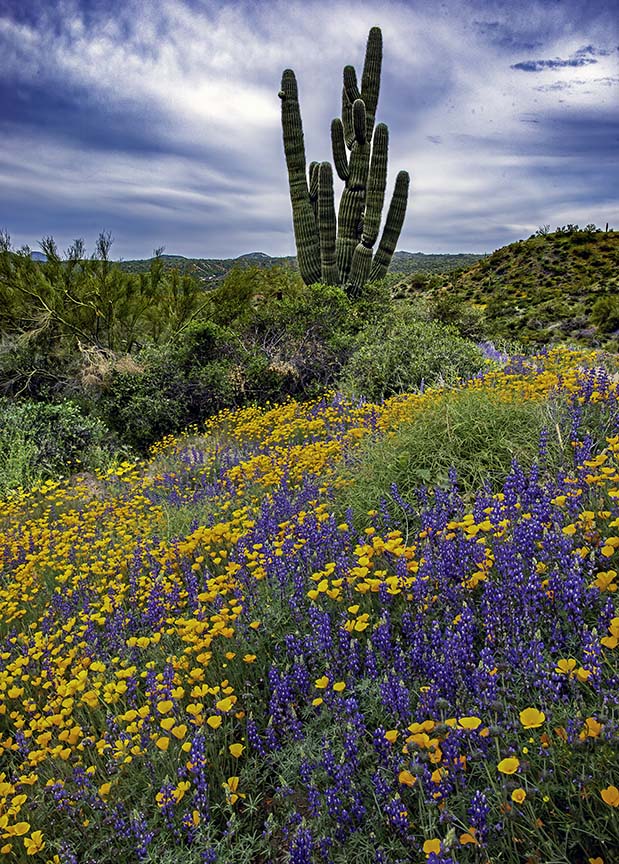 Poppies and lupines wth Saguaro in background.jpg