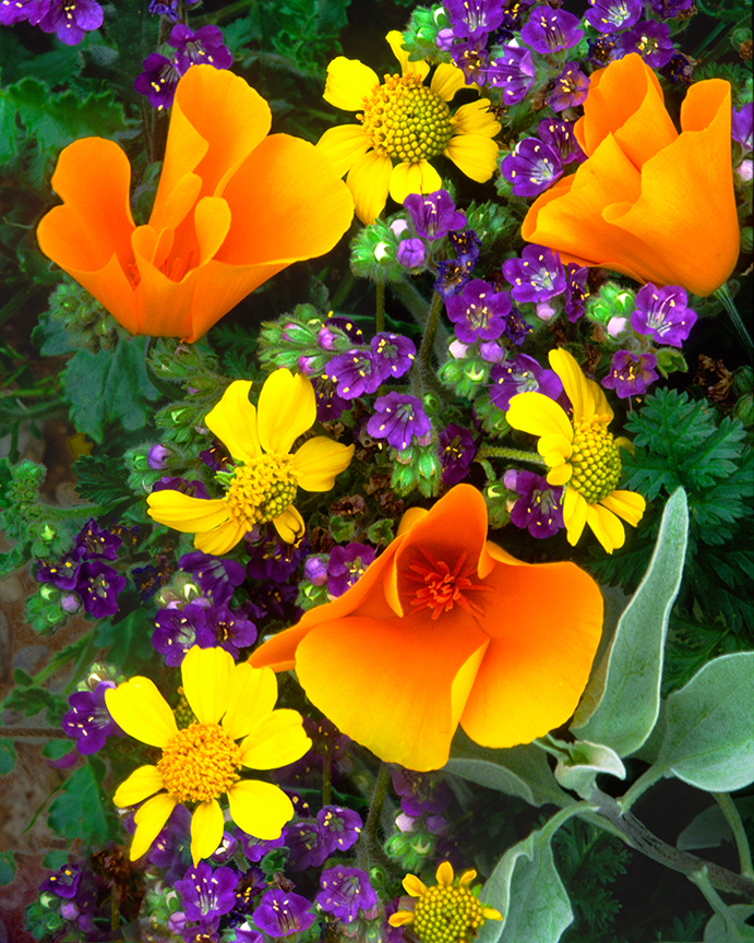 Poppies and Phacelia 2.jpg