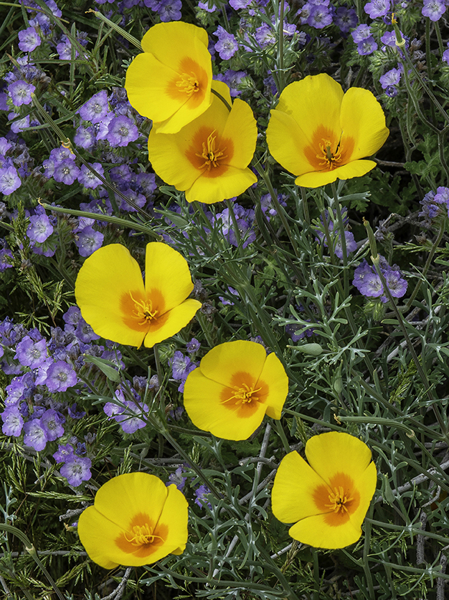 Poppies and Phacelia II.jpg