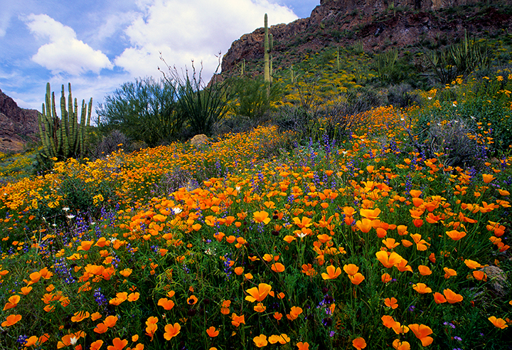 poppies in organ pipe.jpg