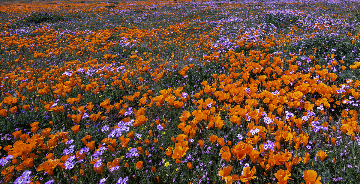 Poppy panorama.jpg