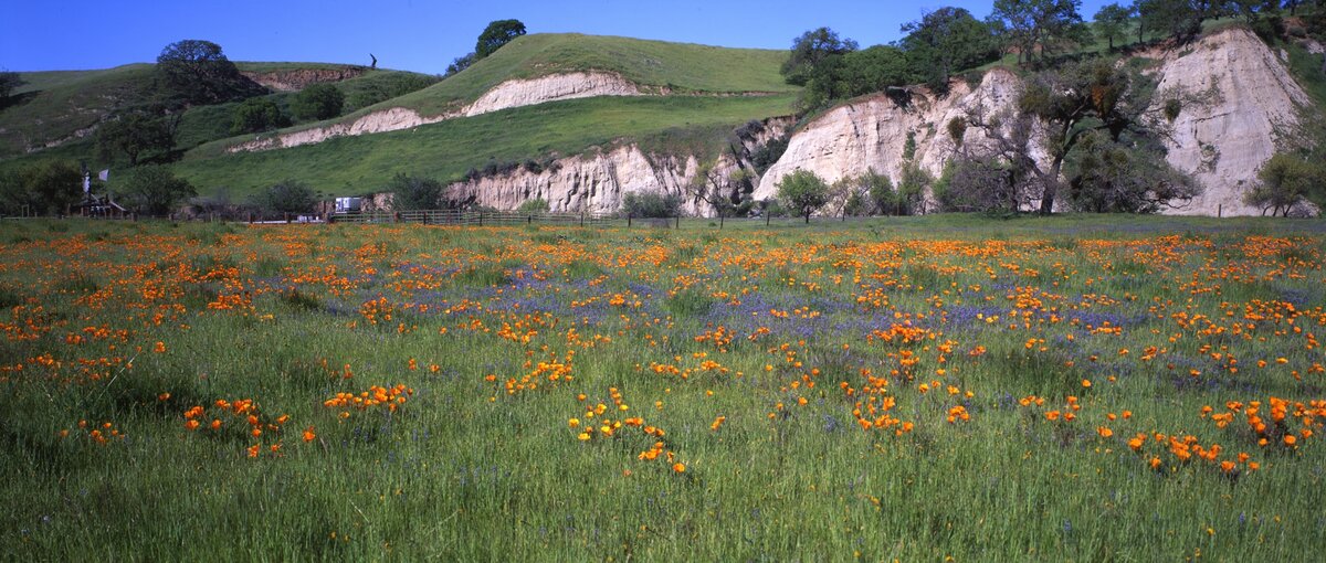 PoppyFieldsMinesRd_190413_009w.jpg