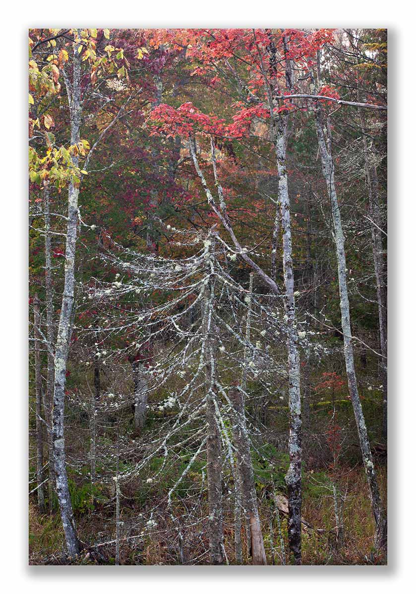 Powley and Peaks 5Dsr-50 01 Display.jpg