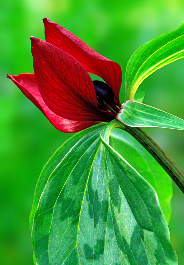 prairie trillium blur.jpg