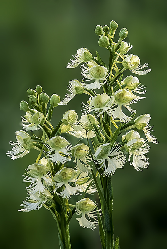 Prairie White Fringed Orchid.jpg