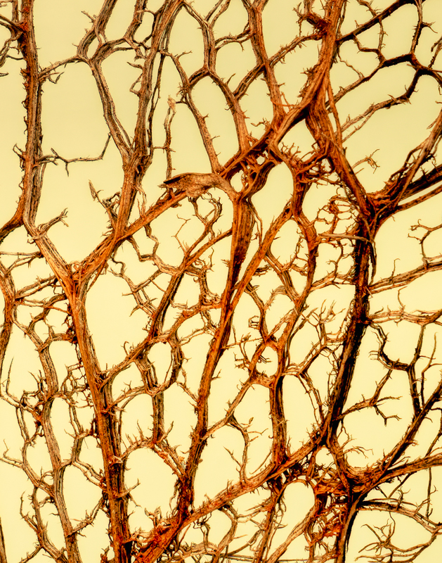 Prickly Pear Cactus-02754-Edit.jpg