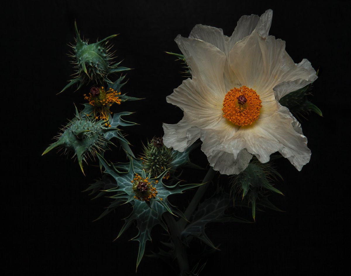 Prickly Poppy-5-Edit.jpg